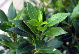 Laurel avec des gouttes de rosée