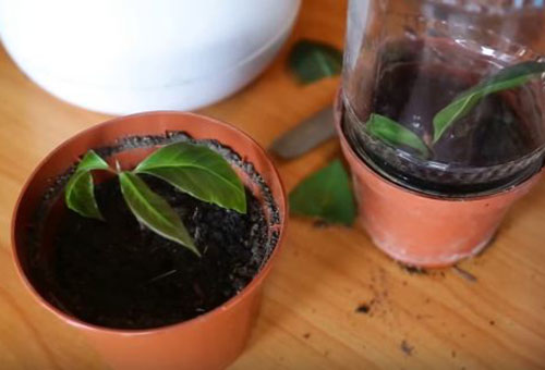 Planter des boutures de laurier