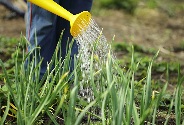 Arroser le jardin d'oignons