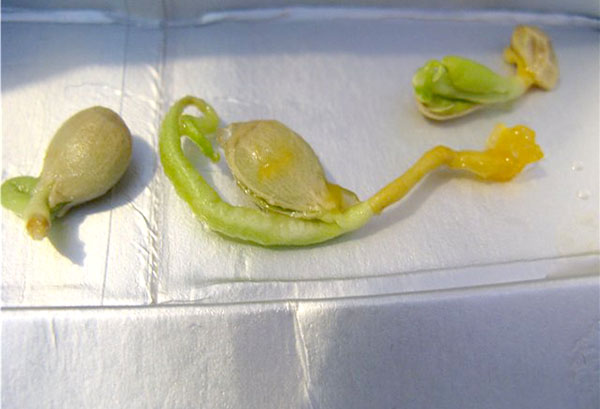 Germination des graines de mandarine