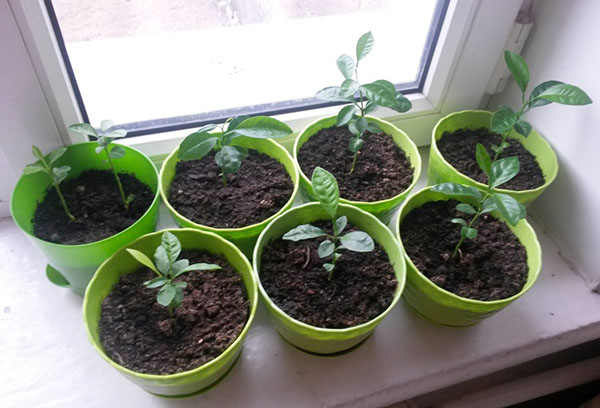 Pousses de mandarine sur le rebord de la fenêtre