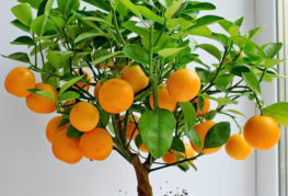 Mandarine aux fruits