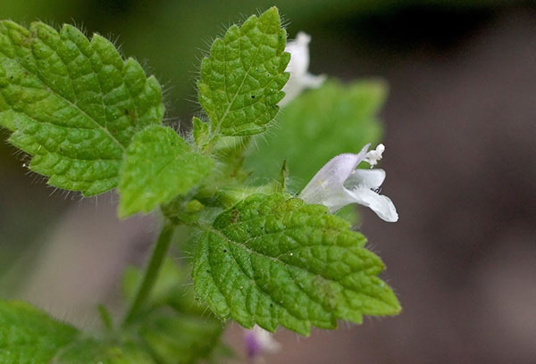 Branche de mélisse