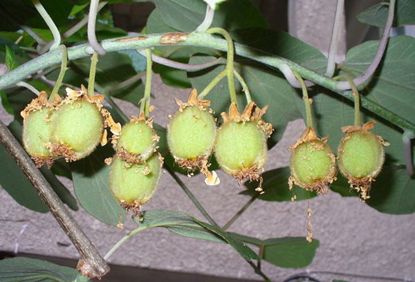 Ovaire de kiwi