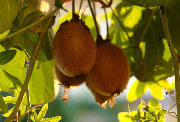 Kiwi frukt