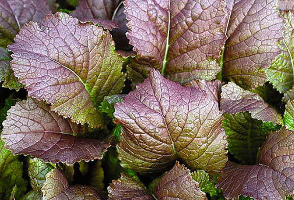 Salade de moutarde violette