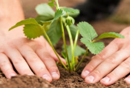 Planter un buisson de fraises du jardin