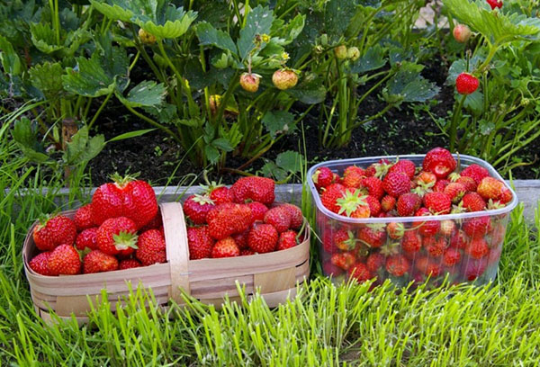 Récolte de fraises de jardin