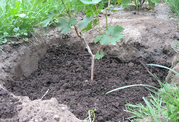 Planter des raisins