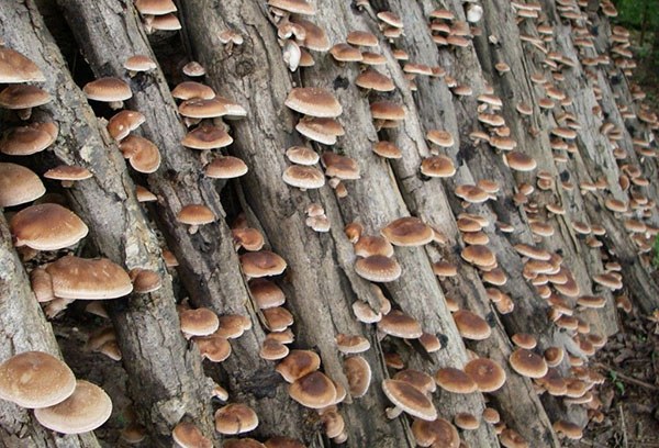 Champignons sur une palissade en bois