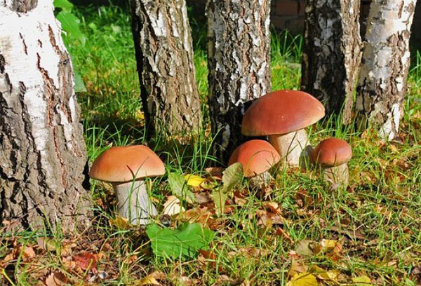 Champignons sous bouleaux