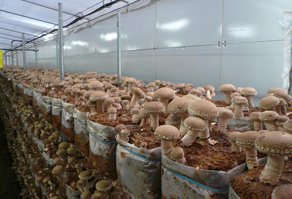 Cultiver des champignons dans une serre en hiver