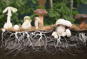 Mycélium de champignon