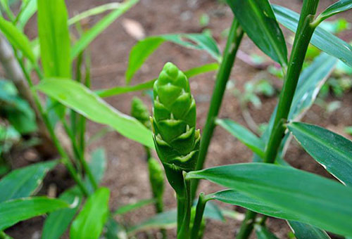 Bourgeon de gingembre