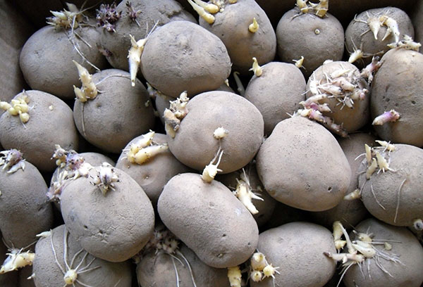 Tubercules de pomme de terre pour la plantation