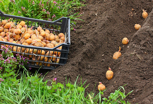 Planter des pommes de terre