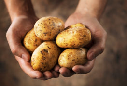 Pommes de terre fraîches