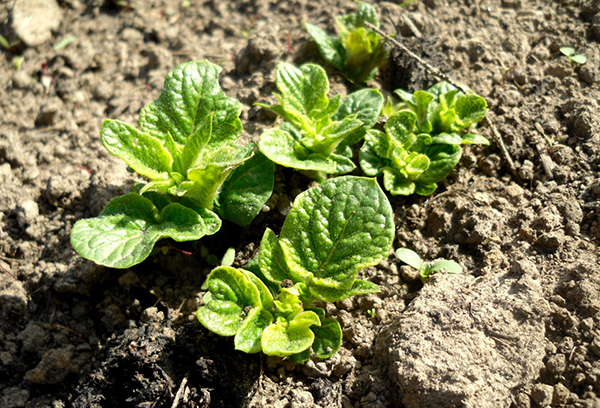 Les plants de pommes de terre