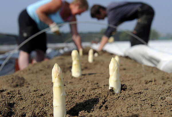 Planter des boutures d'asperges