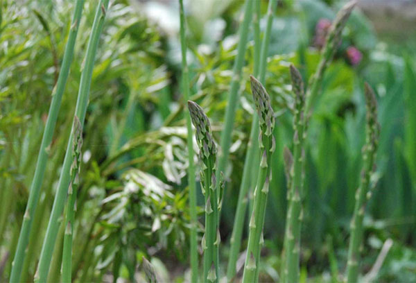 Pousses d'asperges