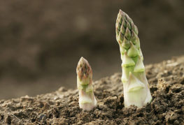 Asperges dans le jardin