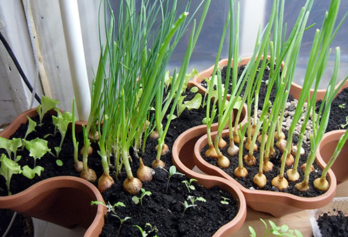 Faire pousser des oignons verts sur un rebord de fenêtre