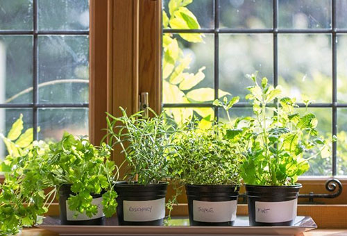 Verdure en pots sur le rebord de la fenêtre