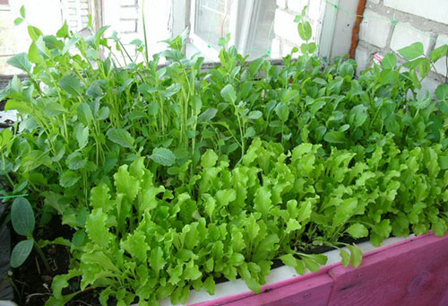 De plus en plus de verdure sur la loggia