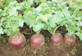 Rutabaga dans le jardin