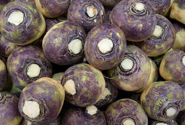 Skörda rutabaga