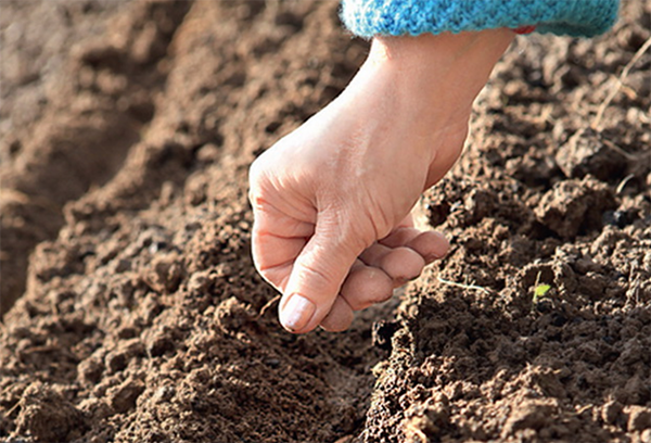 Planter des os en pleine terre