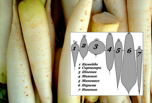 Variétés de Daikon