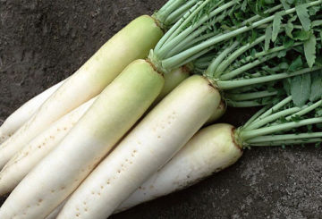 Daikon skörd