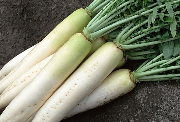 Récolte de Daikon