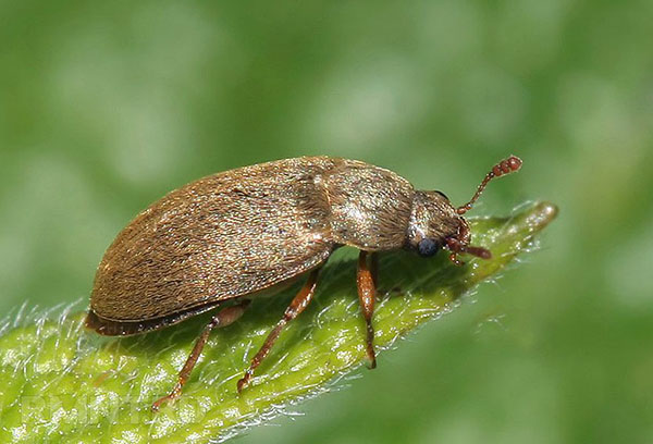 Coléoptère de la framboise