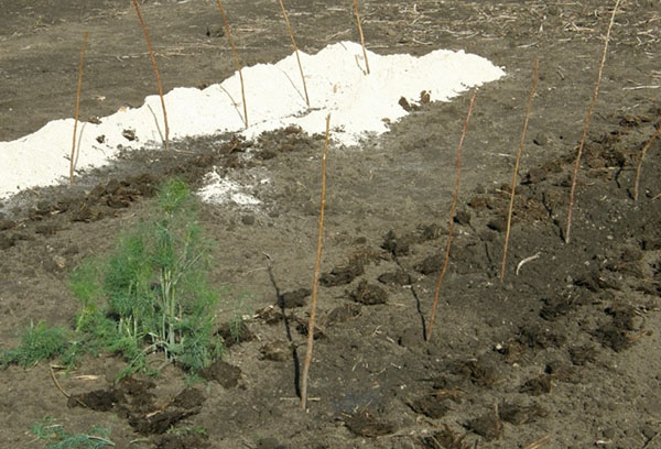 Planter des boutures de mûres