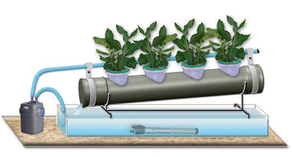 Plante hydroponique