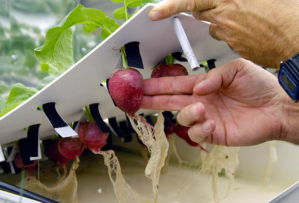 Plante hydroponique maison