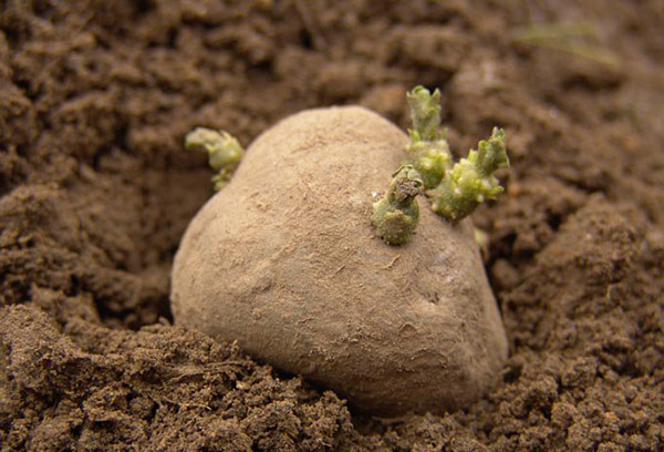 Seed potatis