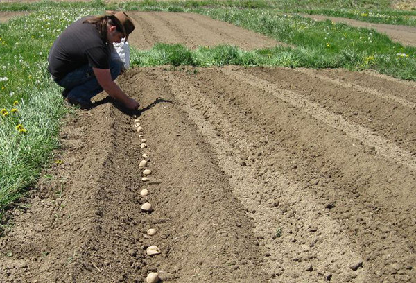 Planter des pommes de terre