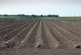 Hilling pommes de terre