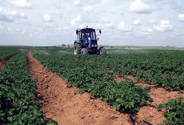 Cultiver des pommes de terre