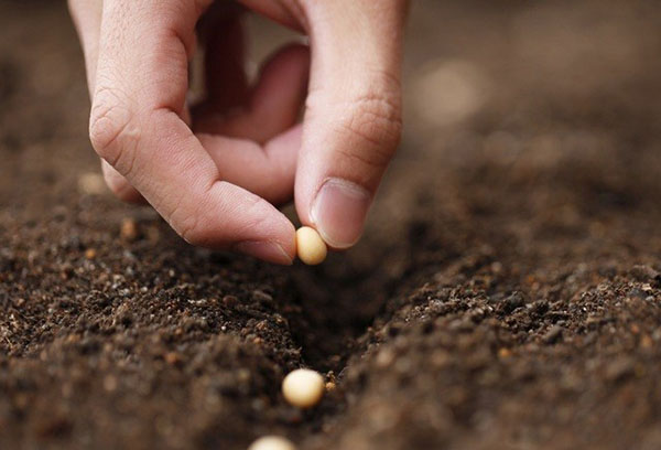 Planter des pois