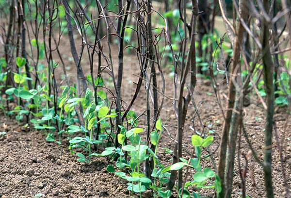 Pois avec supports de branche