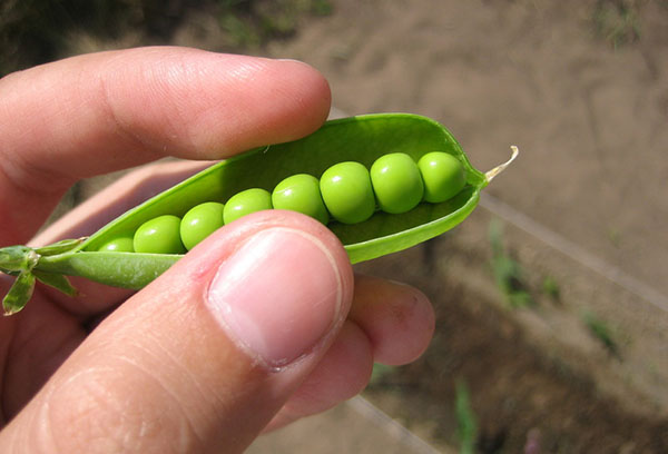 Gousse de pois verts