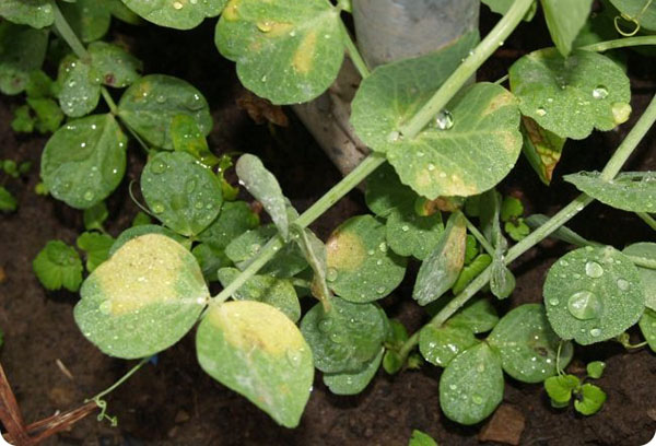 Mildiou sur les feuilles de pois