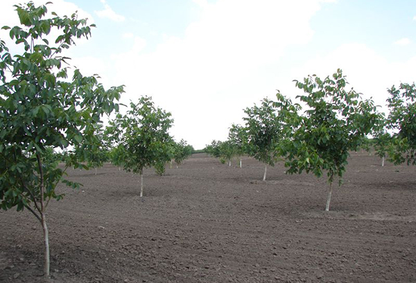 Plantation de noix