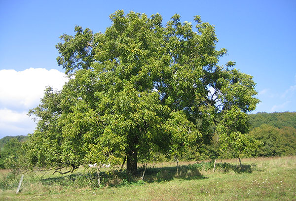 Vieux noyer