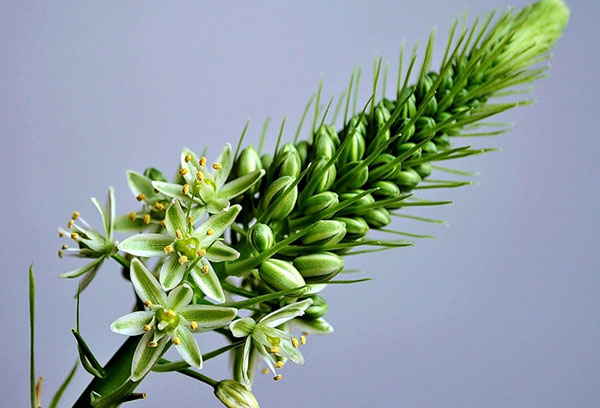 Oignon indien en fleurs