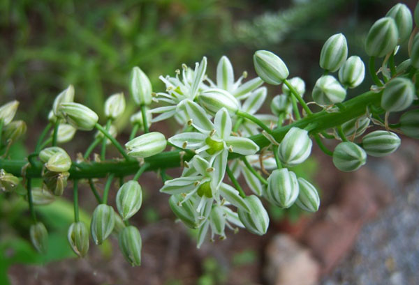 Tige de fleur d'oignon indien